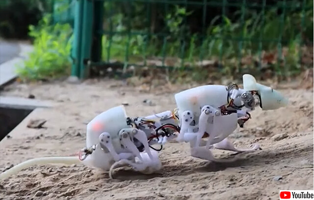 災害現場で生存者を探し出すために開発されたドブネズミ型ロボット