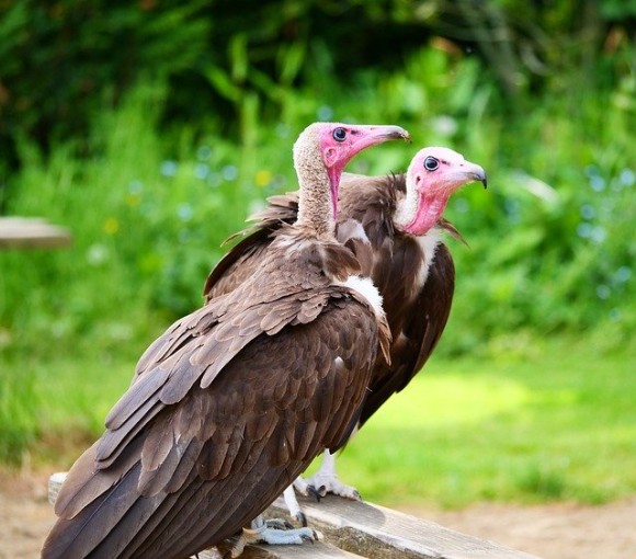 vultures-3416229_640_e