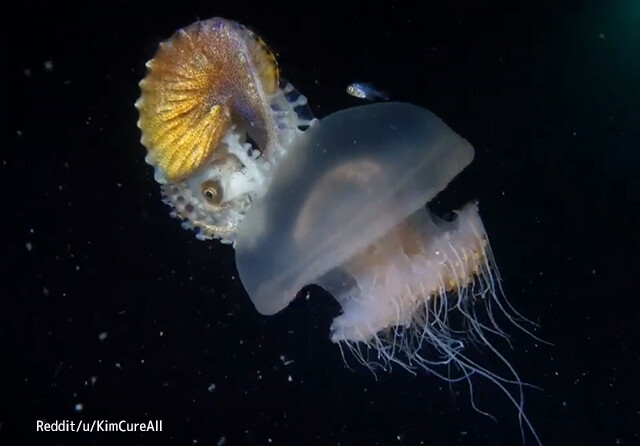 貝殻をもつタコ、アオイガイがクラゲをヒッチハイクする興味深い映像