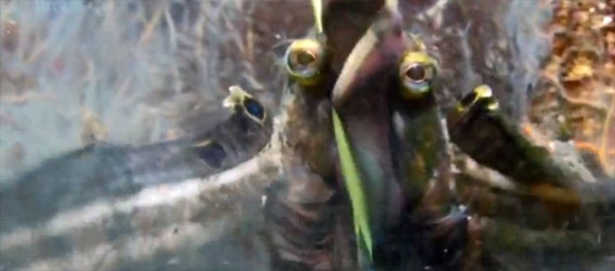 驚異のデカ口モンスターフィッシュ サーカスティックフリンジヘッド の高画質映像 カラパイア