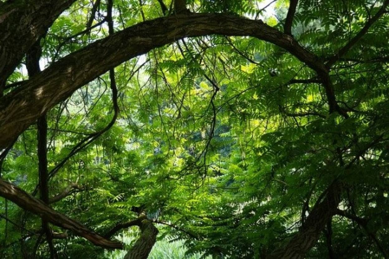 tree-141692_640_e