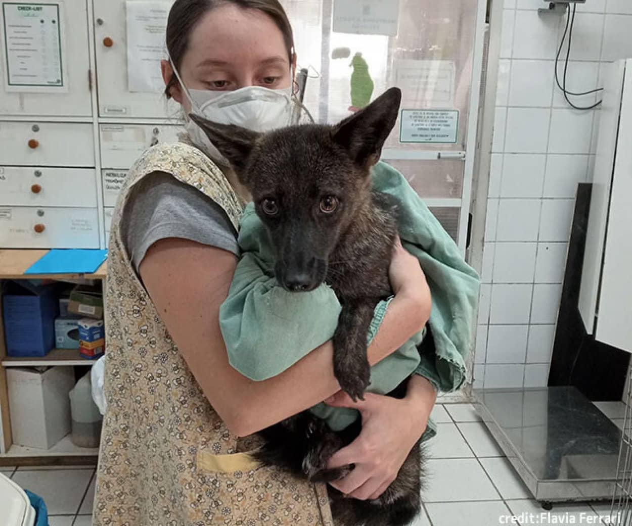 ブラジルで珍しい、イヌとパンパスギツネの自然交雑種が発見される