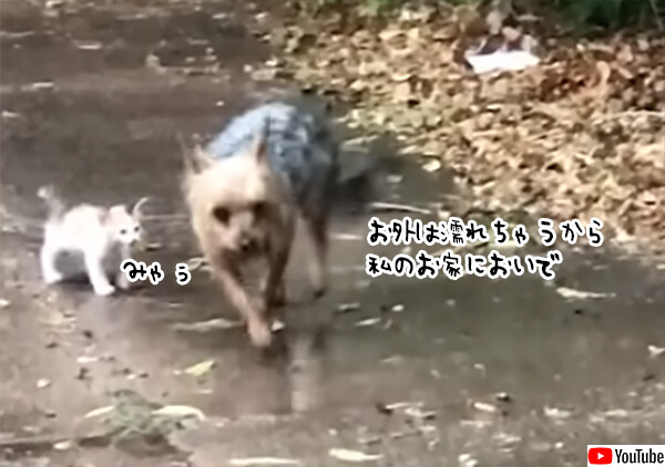 やさしい世界。びしょ濡れの子猫を発見した犬が、自分の家まで連れ帰る
