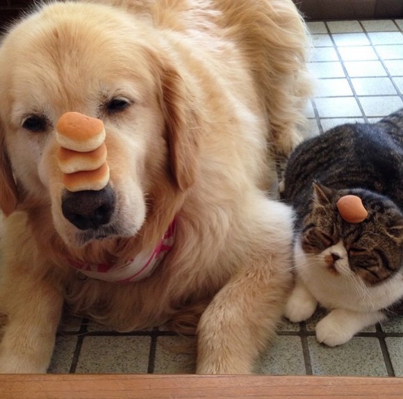 心にタッチ 犬と猫がハートをキャッチ 極上の癒し効果のある犬猫画像 カラパイア