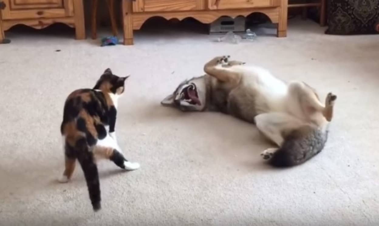 遊んでほしくて 飼いならされたコヨーテ 大好きな猫の攻撃になすがまま カラパイア