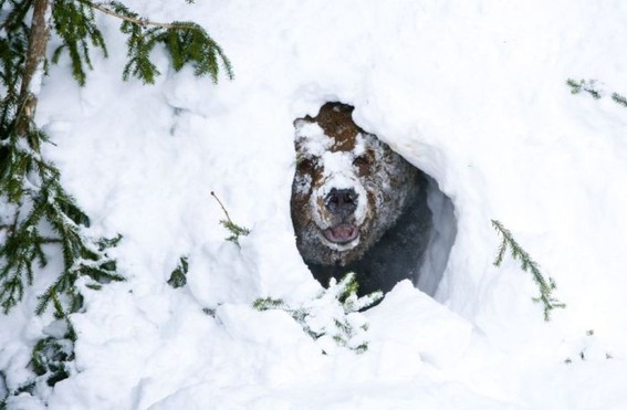 bear_wakes_02