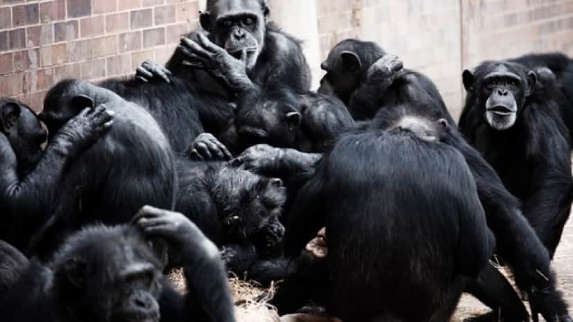 animal-20764_640_e