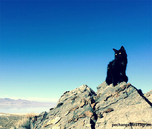 捨て猫だったミリー、世界一岩山が似合うロック・クライマー猫となる。