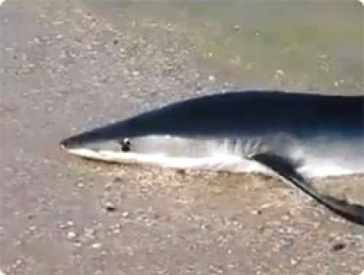 ちょっとオレのこと忘れてない 人間たちに存在感をアピールしにきたサメ カラパイア