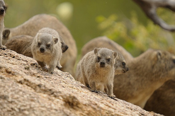 rock hyrax 23