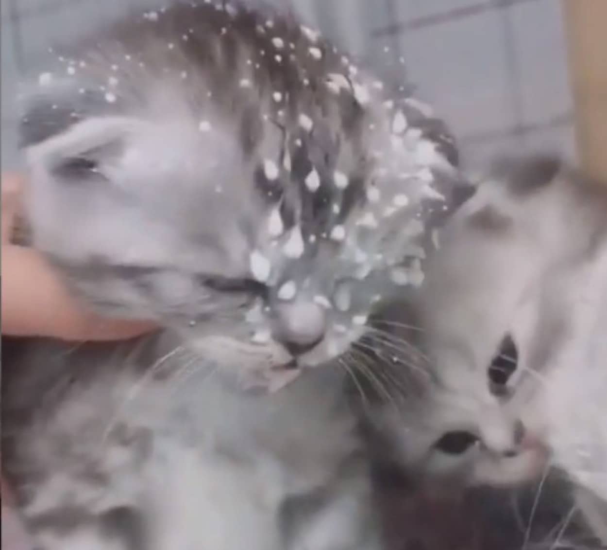 母親のミルクを飲む勢いがすごすぎて顔面ミルクまみれになっちゃった子猫 カラパイア 母親のミルクを飲む勢いがすごすぎて顔面ミルクまみれになっちゃった子猫 カラパイア