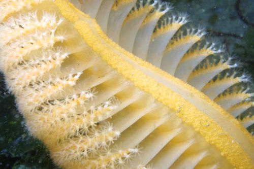 seapen