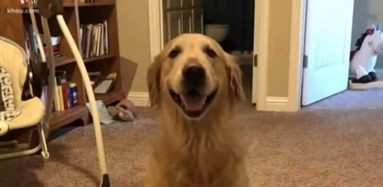 愛犬を連れて車で旅行していた一家が食事中に犬を盗まれる 地元メディアの協力を経て犬を所在が明らかに アメリカ カラパイア
