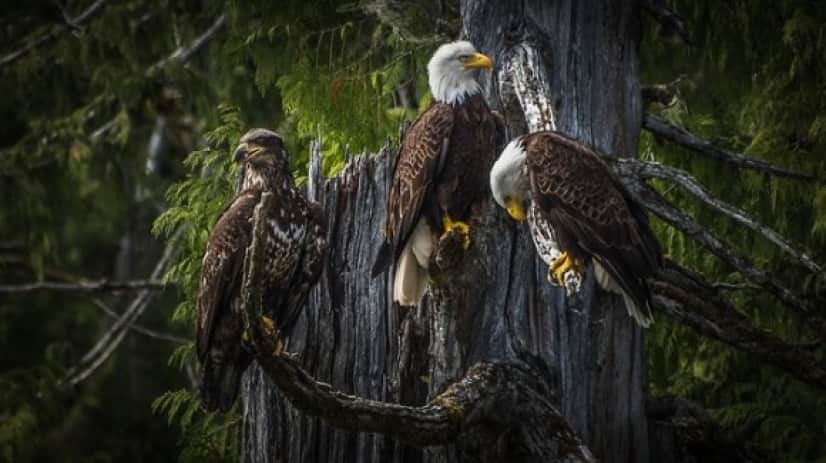 bald-eagle-3867290_640_e