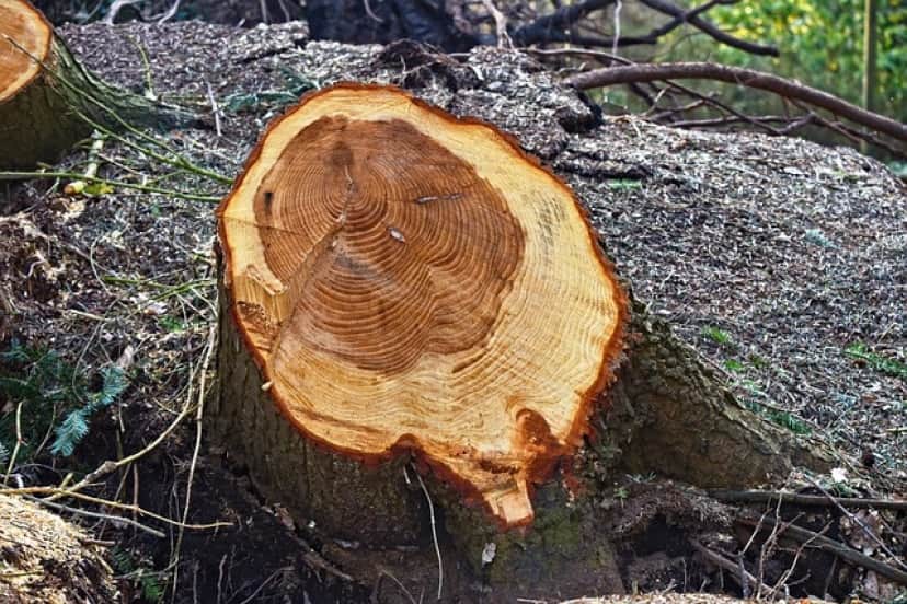 tree-3258504_640