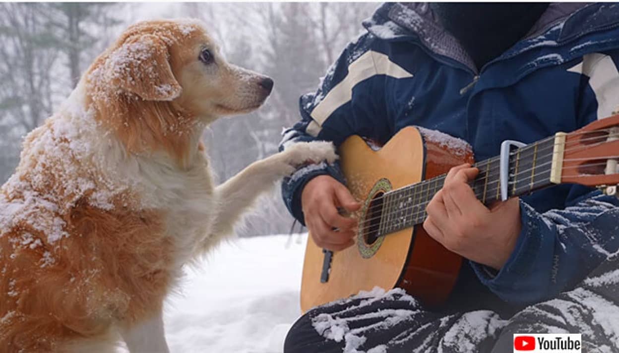 雪上で飼い主が弾くギターの音色をじっと聞いている犬たちのやさしい世界