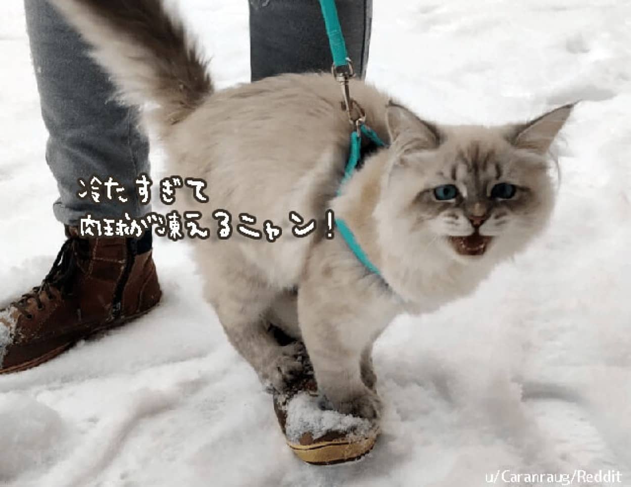 雪に足を踏み入れた時の猫の反応