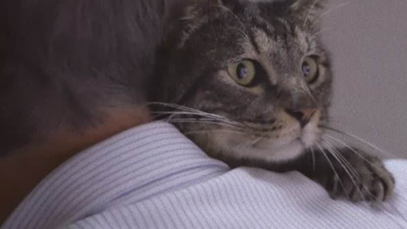 猫は昔いっしょに過ごした飼い主の声を覚えているのか カルカンの実験 カラパイア