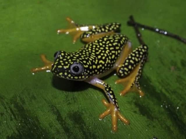 生き物ワクワクマダガスカル マダガスカルに生息する愉快なの地球の仲間たち カラパイア