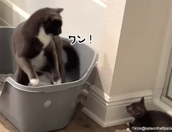 犬に育てられた猫、新たに家族に加わった子猫に「ワンッ！」と鳴く（要音声）
