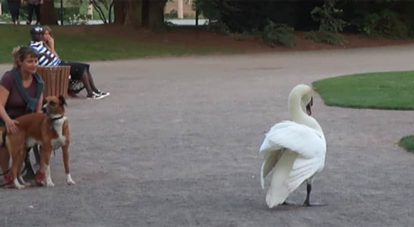 お前は俺を怒らせた の怖いやつ 白鳥パイセンのターゲットになってしまった犬と飼い主の場合 カラパイア お前は俺を怒らせた の怖いやつ 白鳥パイセンのターゲットになってしまった犬と飼い主の場合 カラパイア