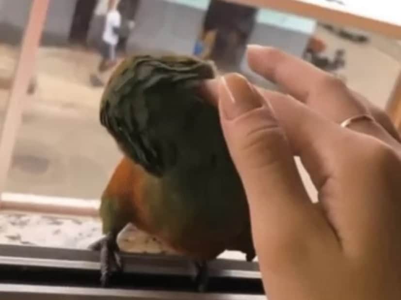 parrot4_e