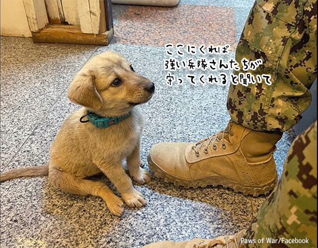 ひとりぼっちで通りをさまよっていた子犬、アメリカの海軍基地に迷い込んだことで幸運をゲット！