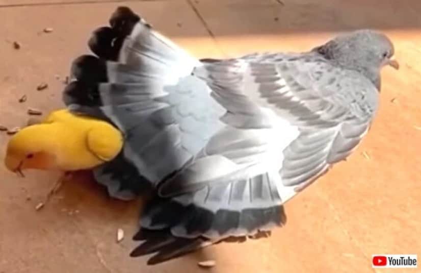 parrotnpigeon3_640
