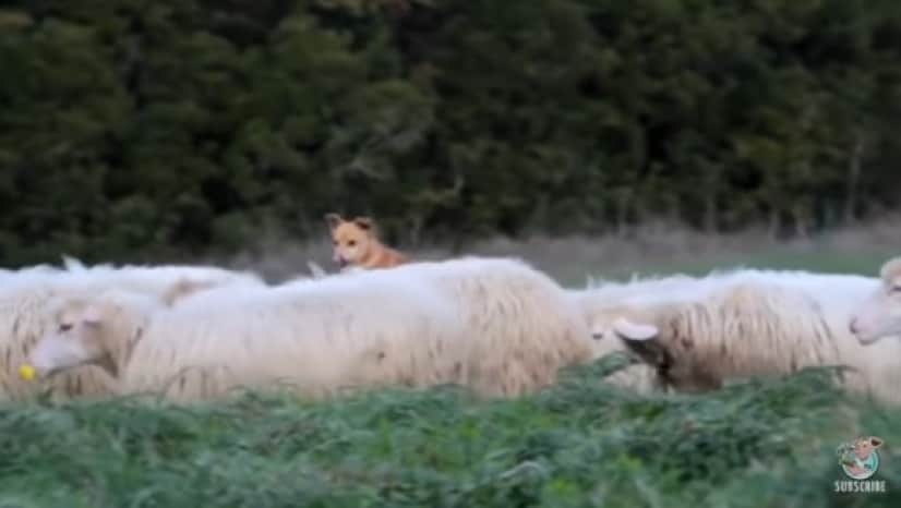dog3_e2
