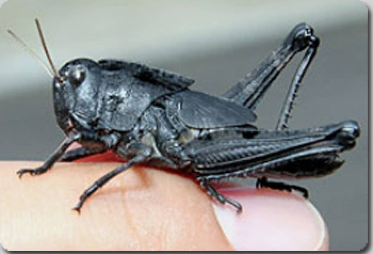 暗黒界からの使者 愛媛県で真っ黒のトノサマバッタが発見される カラパイア