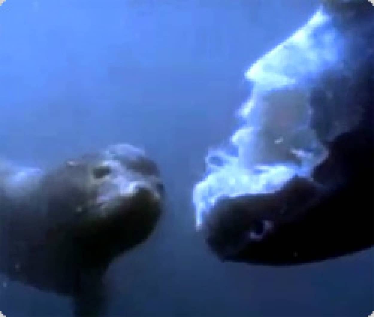 アシカがマンボウを捕食している映像 カラパイア