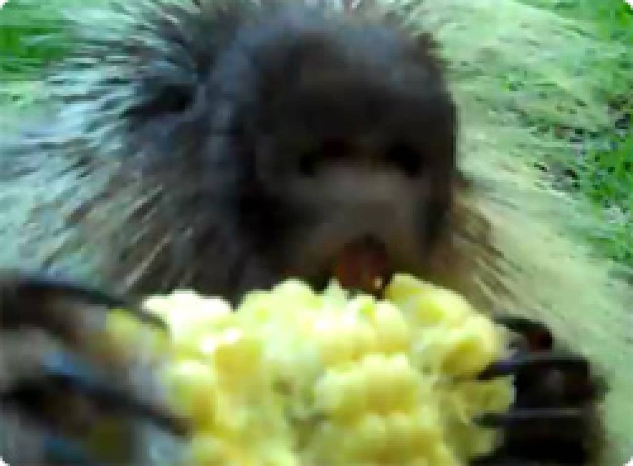 動画 トウモロコシはひとりじめ ちょうだいと言おうものなら 全部おれのもの カラパイア