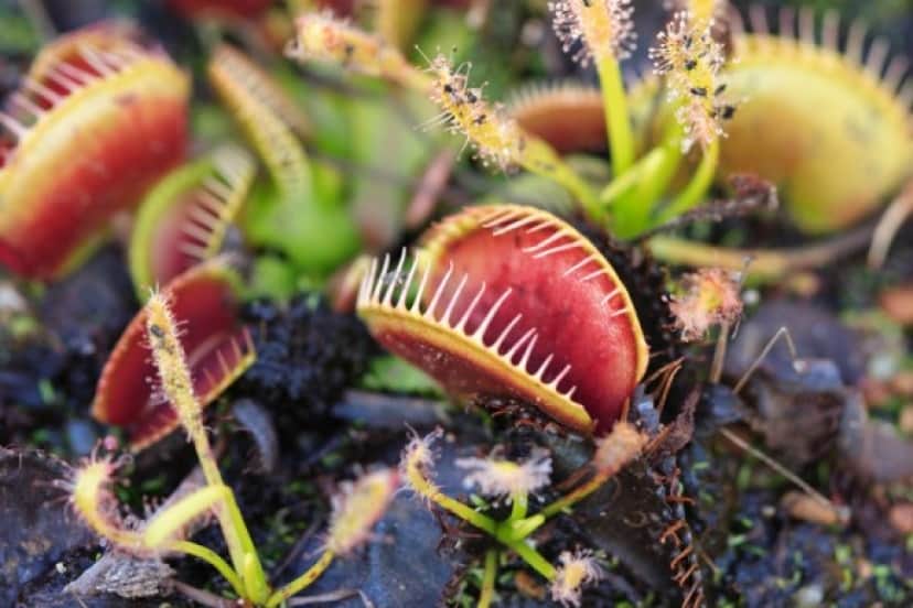 麻酔にかかる植物 ということは植物にも人間のような意識があるということなのか カラパイア