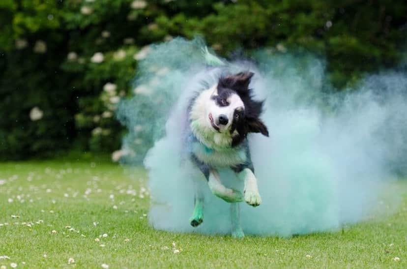 犬が首をかしげる理由は賢さと関連している可能性 集中力や注意力を研ぎ澄ませている カラパイア