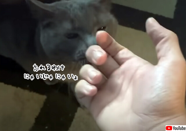 スリスリにゃーにゃーが止まらない。2か月ぶりに帰宅した男性が猫と甘い再会