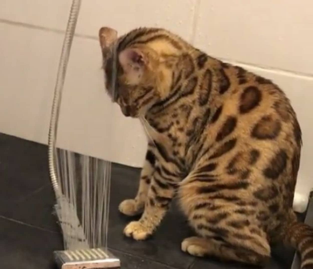 シャワー大好きベンガル猫 下から浴びるのがマイブーム カラパイア