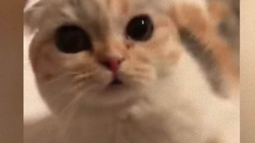 幸せならニャアと鳴こう 飼い主が歌うと合いの手を入れてくれるノリのいい猫 カラパイア