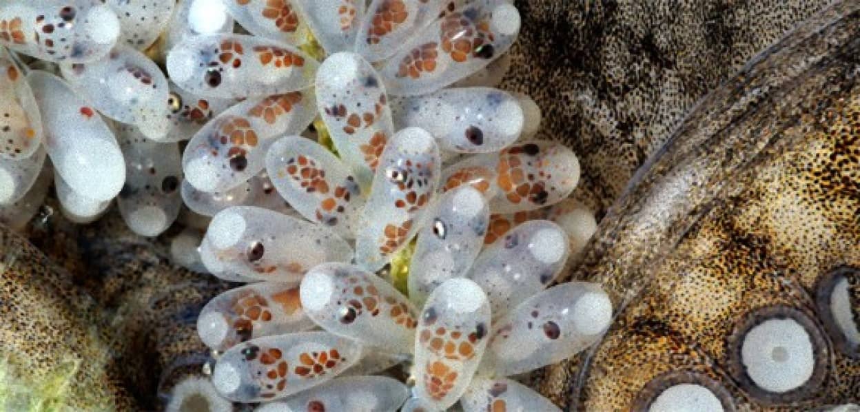 水中神秘 まるでフジの花のようなタコの卵 海藤花 カラパイア