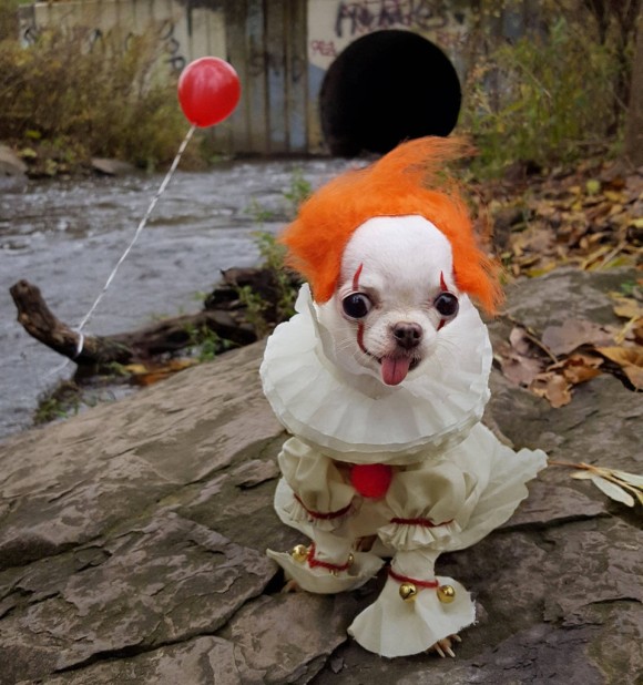 映画「IT」のペニーワイズのコスプレをした犬があまりにも出来すぎていたのでコラ職人頑張る