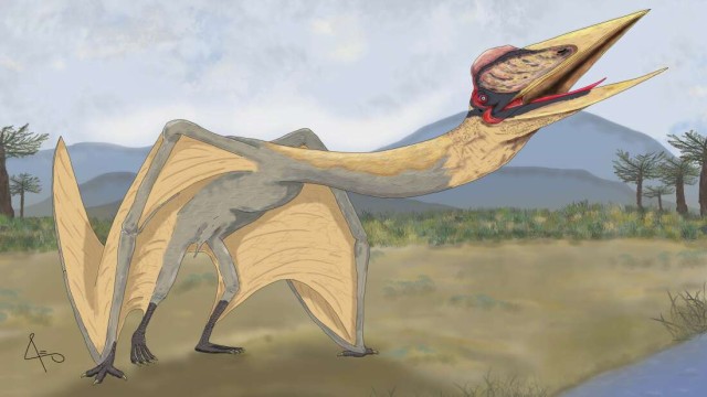 広げた翼は9メートル、新種の巨大翼竜の化石が発見され「死のドラゴン」と名付けられる