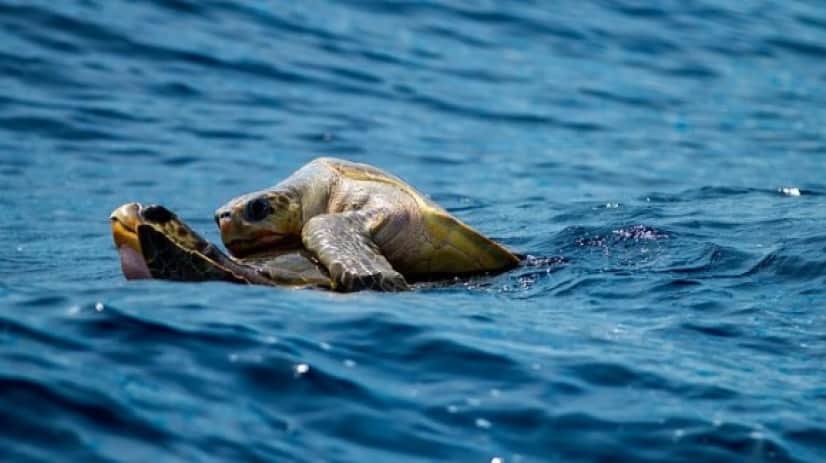 turtle-1875842_640_e