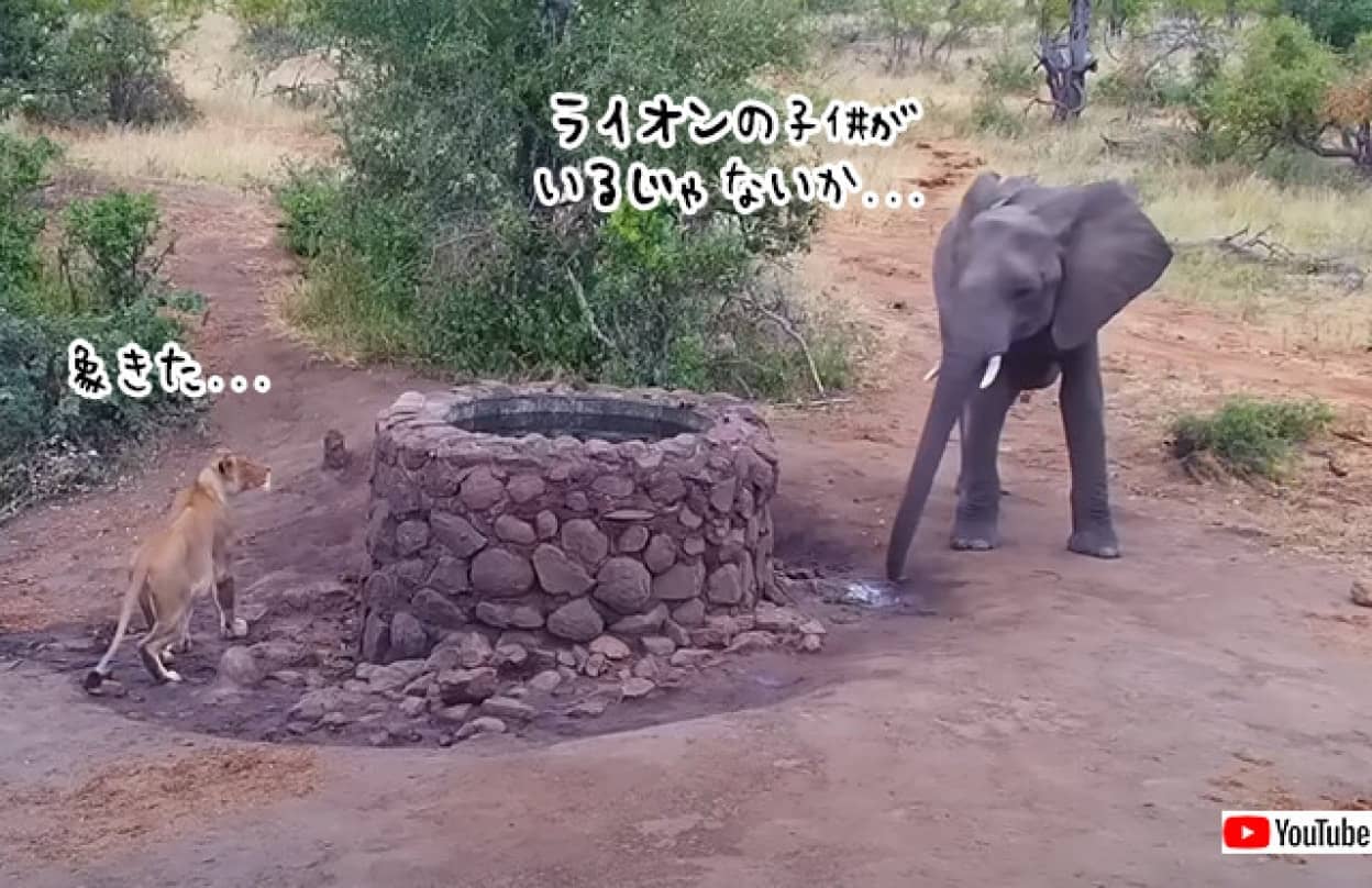 象とライオンが水場で遭遇、この後どうなる？