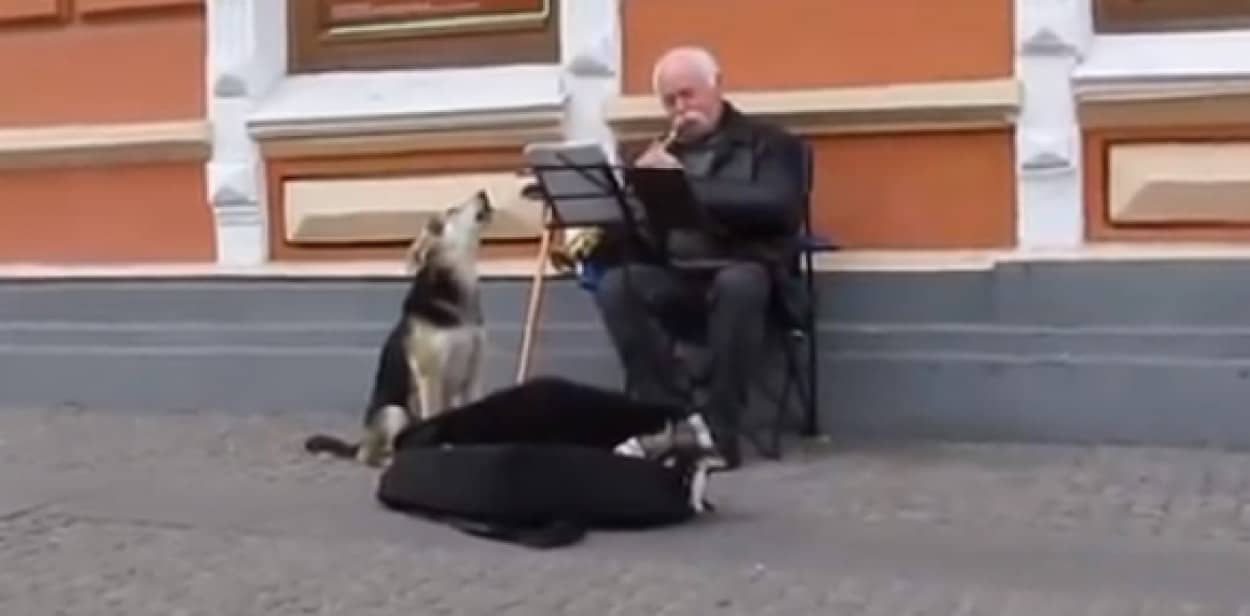 ストリートミュージシャンの救世主となった1匹の犬 演奏に合わせて歌うその姿に売り上げ倍増 カラパイア ストリートミュージシャンの救世主となった1匹の犬 演奏に合わせて歌うその姿に売り上げ倍増 カラパイア