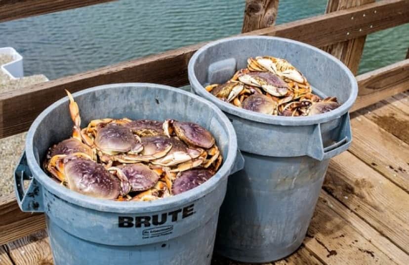 fresh-dungeness-crab-3420562_640_e