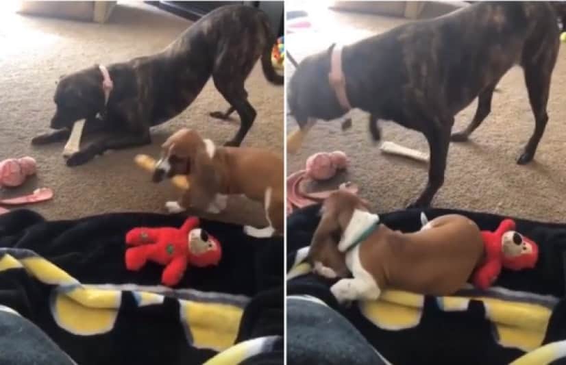 犬界のジャイアンかな 子犬があまったおもちゃで遊ぼうとすると何度も何度でも取り返しに来る犬 カラパイア 犬界のジャイアンかな 子犬があまったおもちゃで遊ぼうとすると何度も何度でも取り返しに来る犬 カラパイア