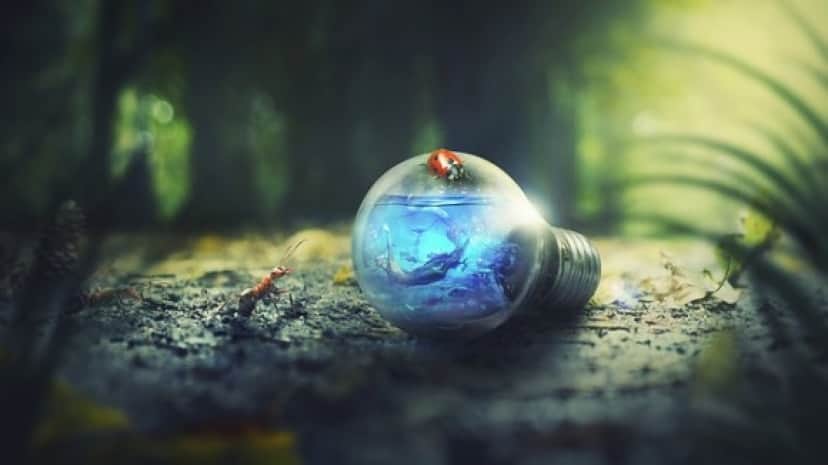 nature-3181144_640_e