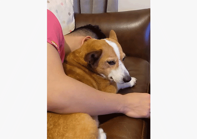 モフを止めるな 飼い主の撫でる手が止まると強制的に手を持ち上げるコーギー犬 カラパイア