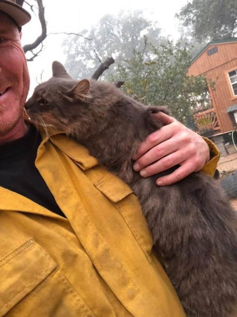 cat-2