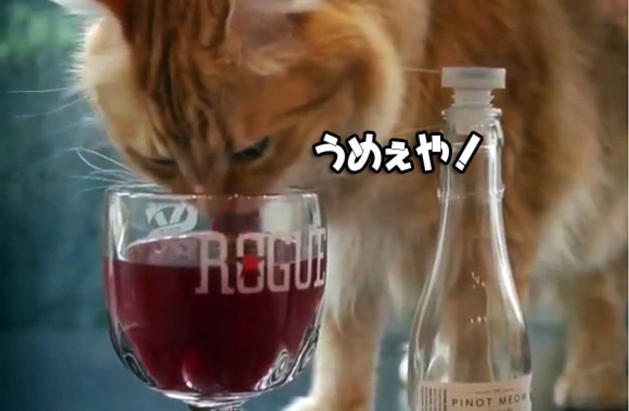 猫用ノンアルコールワインが登場 キャットニップ配合により猫によっては酔い心地気分 カラパイア