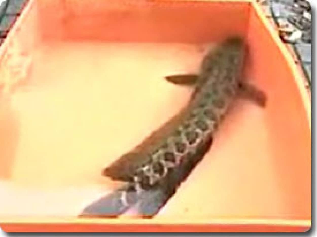 半分ニシキヘビで半分魚のハイブリット生物 サカナヘビ が誕生する カラパイア